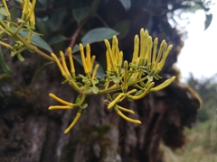 Gaiadendron punctatum