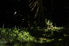 Serpophaga subcristata