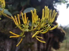 Gaiadendron punctatum