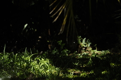 Serpophaga subcristata