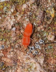 Eutrombidiidae
