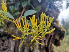 Gaiadendron punctatum