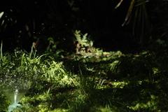 Serpophaga subcristata