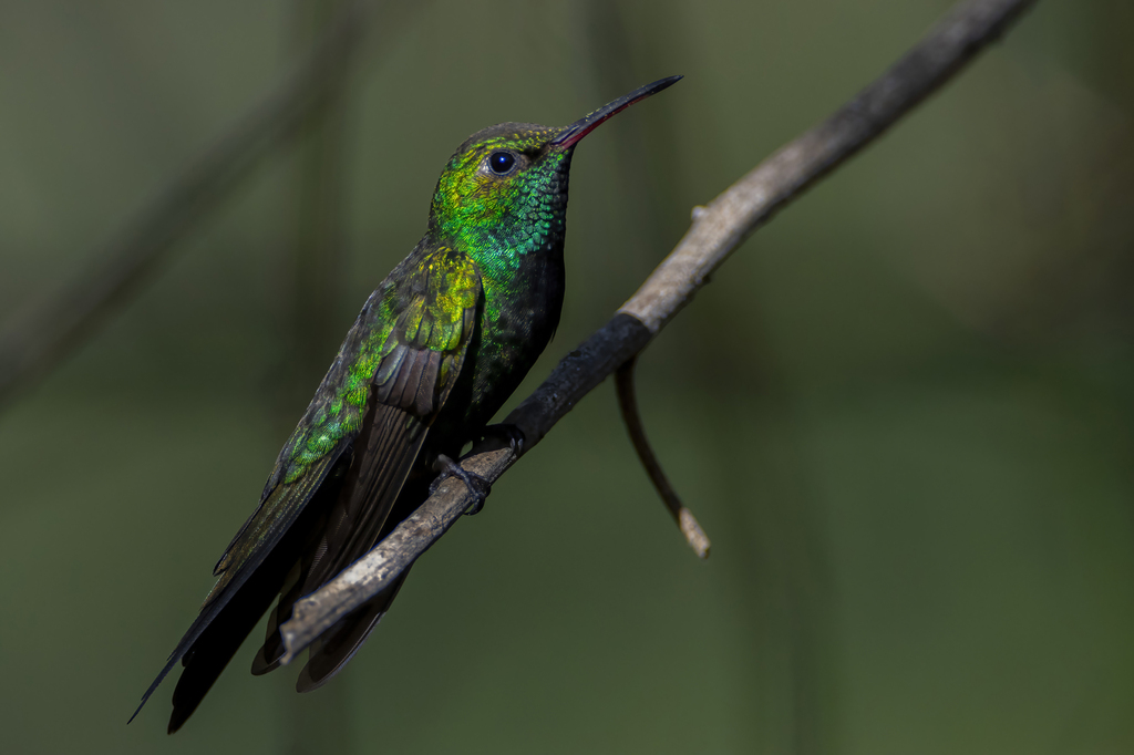 Hispaniolan Emerald photo