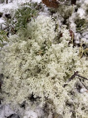 Cladonia arbuscula