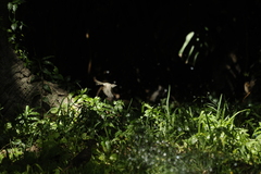 Serpophaga subcristata