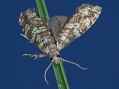 Epinotia tedella