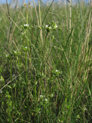 Cerastium brachypetalum
