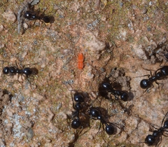 Eutrombidiidae