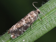 Epinotia tedella