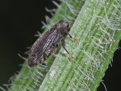 Orchestes fagi