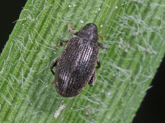 Orchestes fagi