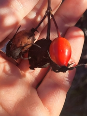Rosa canina