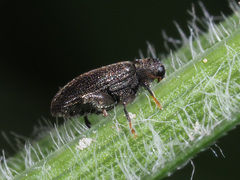 Orchestes fagi