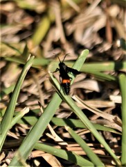 Pompiloidea