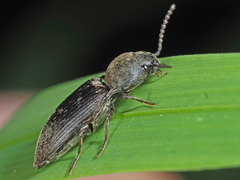 Agriotes