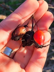 Rosa canina