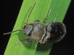 Agriotes