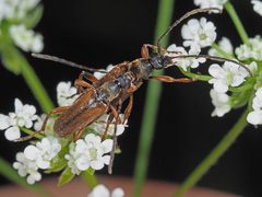 Alosterna tabacicolor