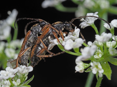Alosterna tabacicolor