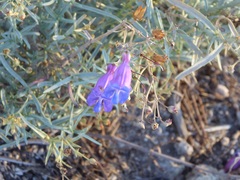Penstemon incertus