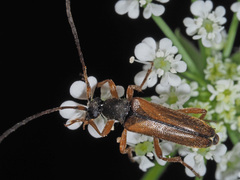 Alosterna tabacicolor