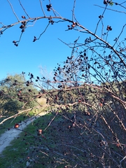 Rosa canina