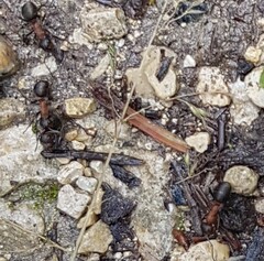 Formica rufa