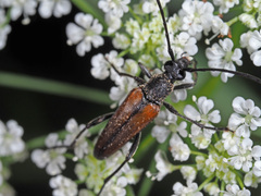 Alosterna tabacicolor