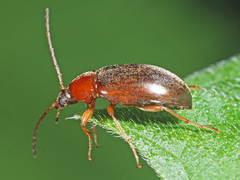 Isomira