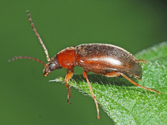 Isomira