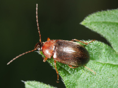 Isomira