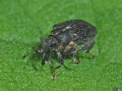 Ceutorhynchini