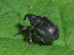 Ceutorhynchini