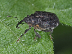 Ceutorhynchini