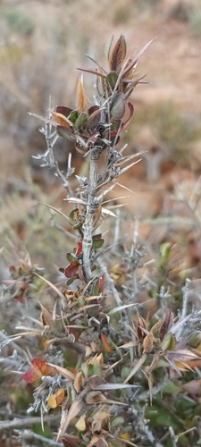 Image of Barleria stimulans by (c) Noeleen du Toit, some rights reserved (CC BY-SA)