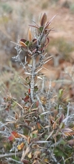 Barleria stimulans