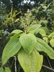 Miconia psychrophila