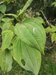 Miconia psychrophila