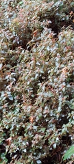 Heterocentron elegans