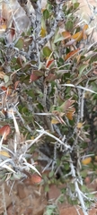 Barleria stimulans