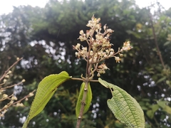 Miconia psychrophila