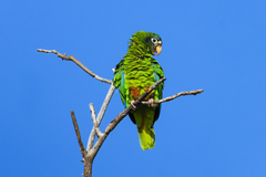 Amazona ventralis