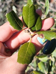 Quercus rotundifolia
