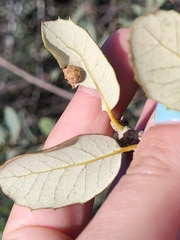 Quercus rotundifolia