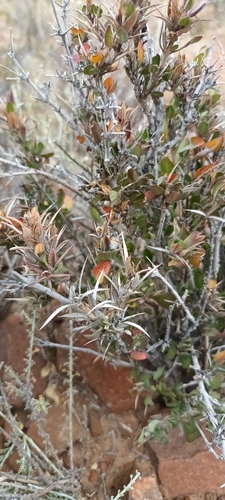 Image of Barleria stimulans by (c) Noeleen du Toit, some rights reserved (CC BY-SA)