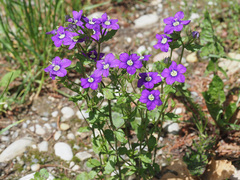 Legousia speculum-veneris