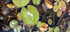 Nymphaea prolifera