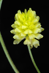 Trifolium campestre