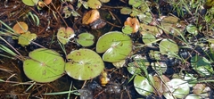 Nymphaea prolifera